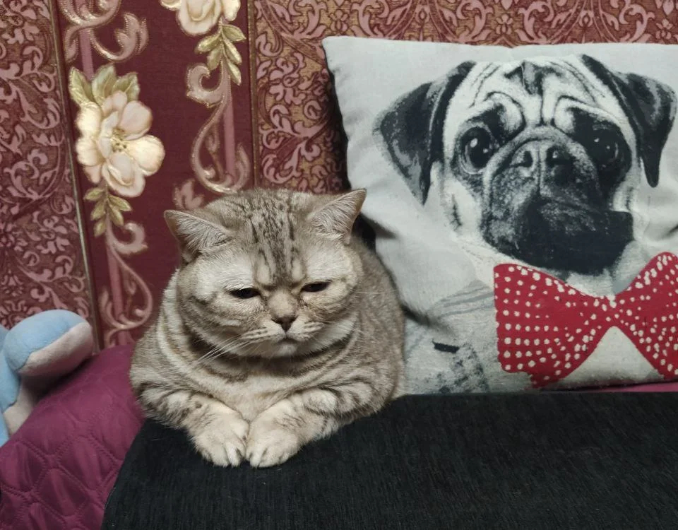 Monica the cat. Photo courtesy of Nadia Valiukh