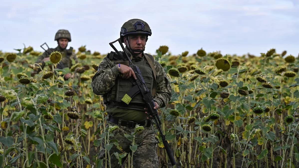 Украинские военнослужащие идут через поле подсолнухов недалеко от Покровска, Донецкая область, Украина, 13 августа 2024 года. Фото: Reuters / Scanpix / LETA