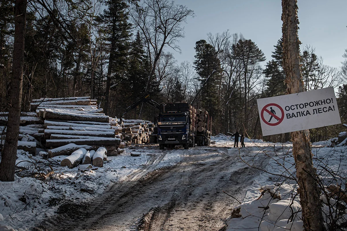 Logging in Birsky Reserve, Khabarovsk region, one of the most important territories for tigers. February 2022. Photo by Sergey Kolchin
