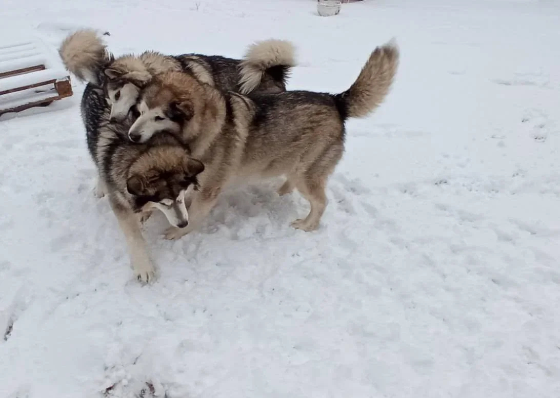 Shtiya, Nori, and Freya, Yauhen Afnahel’s Malamutes. Photo: family archive