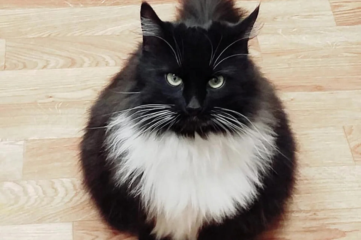 Markiz the library cat. Photo: VK