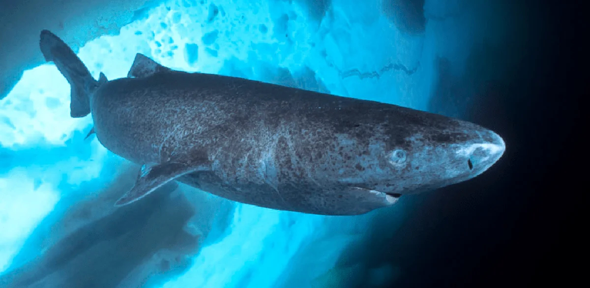 Гренландская акула (Somniosus microcephalus). Фото: Saul Goner / <a data-sk="tooltip_parent" data-stringify-link="http://seapics.com" href="http://seapics.com/" rel="noopener noreferrer" target="_blank">seapics.com</a>