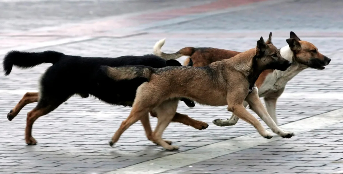 Photo: EPA / YURI KOCHETKOV