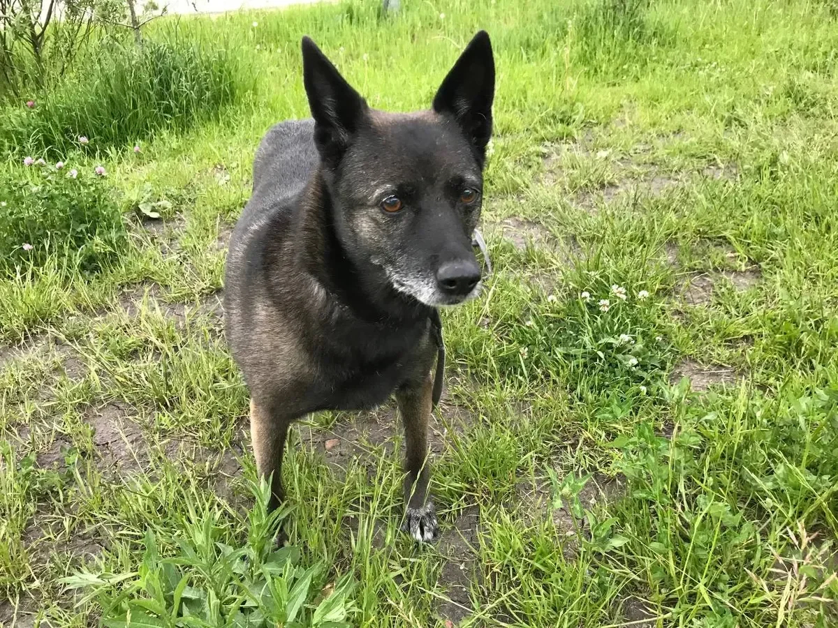 Chupa, Alexey Gorinov’s dog. Photo: Telegram