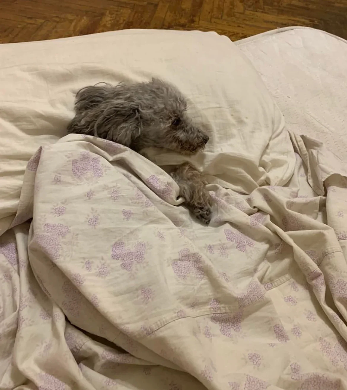 Danil Ivanovich, Zhenya Berkovich’s dog