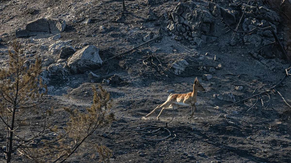 Олененок бежит в уничтоженном пожаром лесу возле деревни. Фото: Василий Крестьянинов / специально для «Новой газеты Европа»