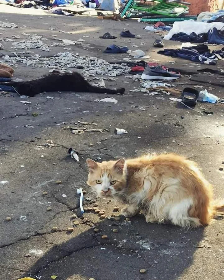 Photo taken by animal rights activists in the Kherson prison following the city’s liberation by Ukraine. Photo: Facebook