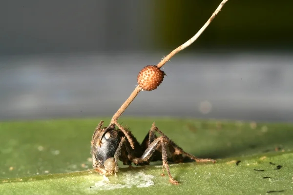 Ophiocordyceps unilateralis. Фото: <a href="https://commons.wikimedia.org/w/index.php?curid=17917778">Wikimedia Commons</a>, CC BY 2.5