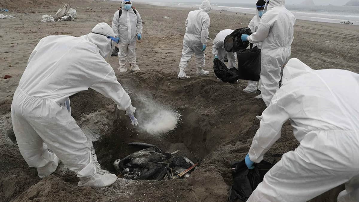 Сотрудники Национальной службы аграрного здравоохранения Перу (Senasa) собирают мертвых пеликанов, возможно, инфицированных птичьим гриппом H5N1, на пляже Сан-Педро в южной части Лимы, Перу, 1 декабря 2022 года. Фото: Paolo Aguilar / EPA-EFE