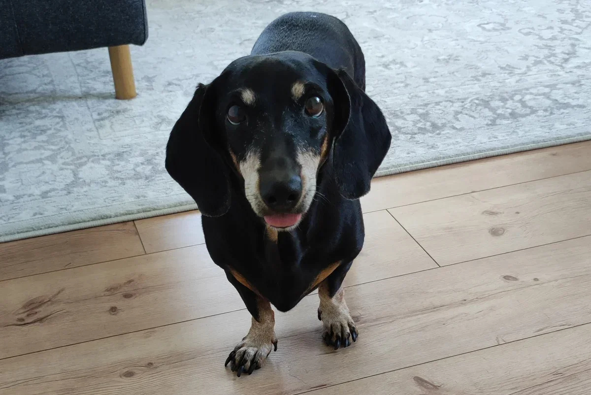 Petriychuk’s dachsund Assol. Photo courtesy of Yury Shekhvatov