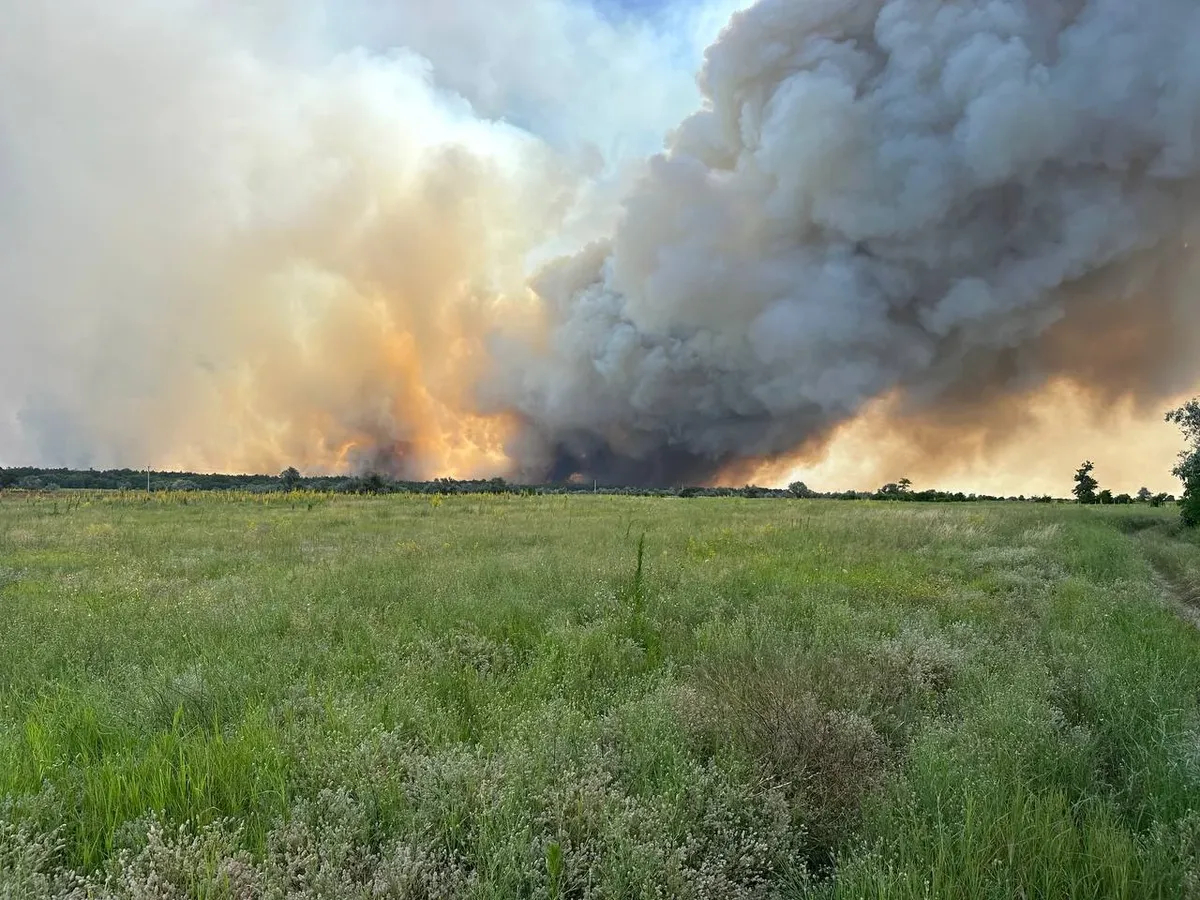A forest near Hola Prystan after shelling. Photo: <a href="https://t.me/golayapristantoday/4073" rel="noopener noreferrer" title="https://t.me/golayapristantoday/4073">Telegram</a>