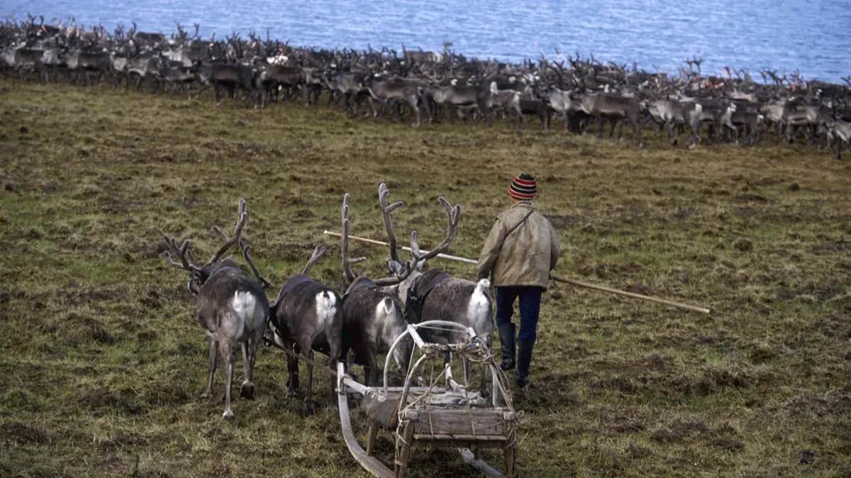 An Indigenous reindeer herder in the village of Khatanga in Siberia’s Krasnoyarsk region.&nbsp;Photo by Jacques Langevin / Sygma / Getty Images