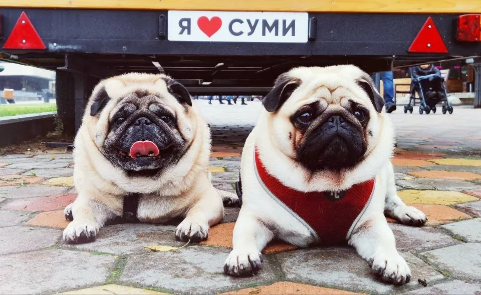 Keksik and Anechka, the pugs. Photo courtesy of Nadia Valiukh