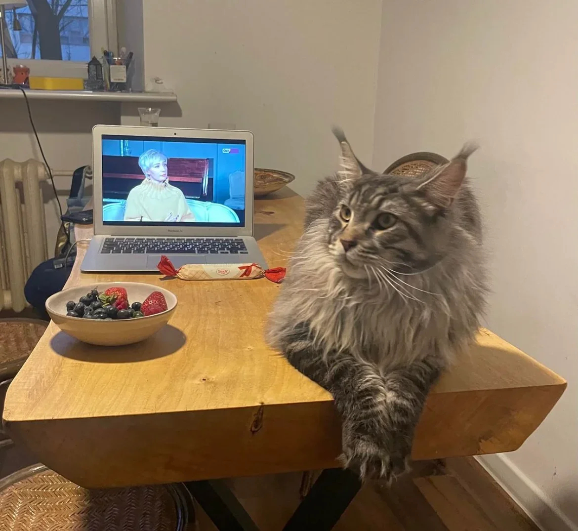 Muratov the cat. Photo: Instagram