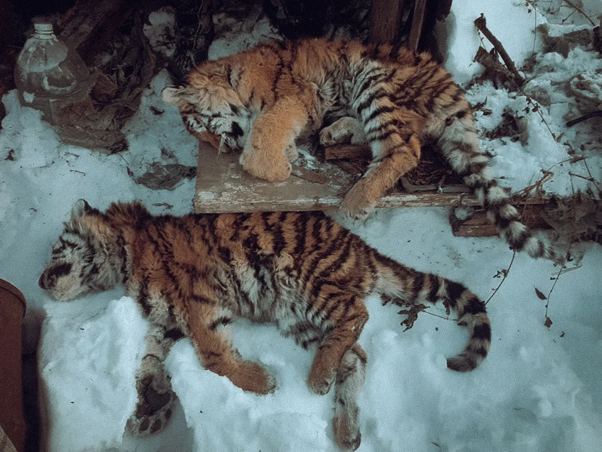 Four-month-old tiger cubs who starved to death under the porch of a house in Shumny, Khabarovsk region. December 2021. Photo by the Khabarovsk Regional Natural Resources Ministry