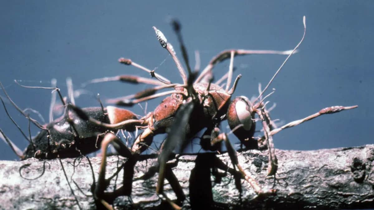 Гриб-Cordyceps паразитирует на осе.