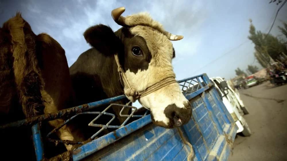 Фото: Diego Azubel / EPA