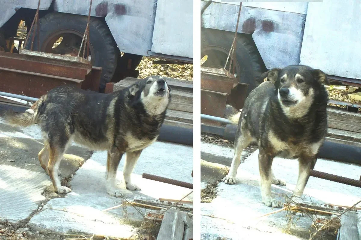 Journalist Igor Kuznetsov’s dog Volcha, who lives at the construction site after his arrest. Photo courtesy of Kuznetsov’s friends