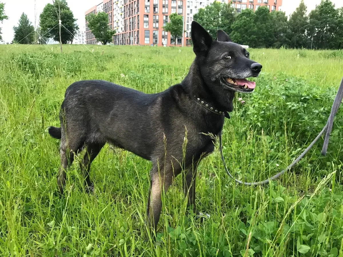 Chupa. Photo: Telegram