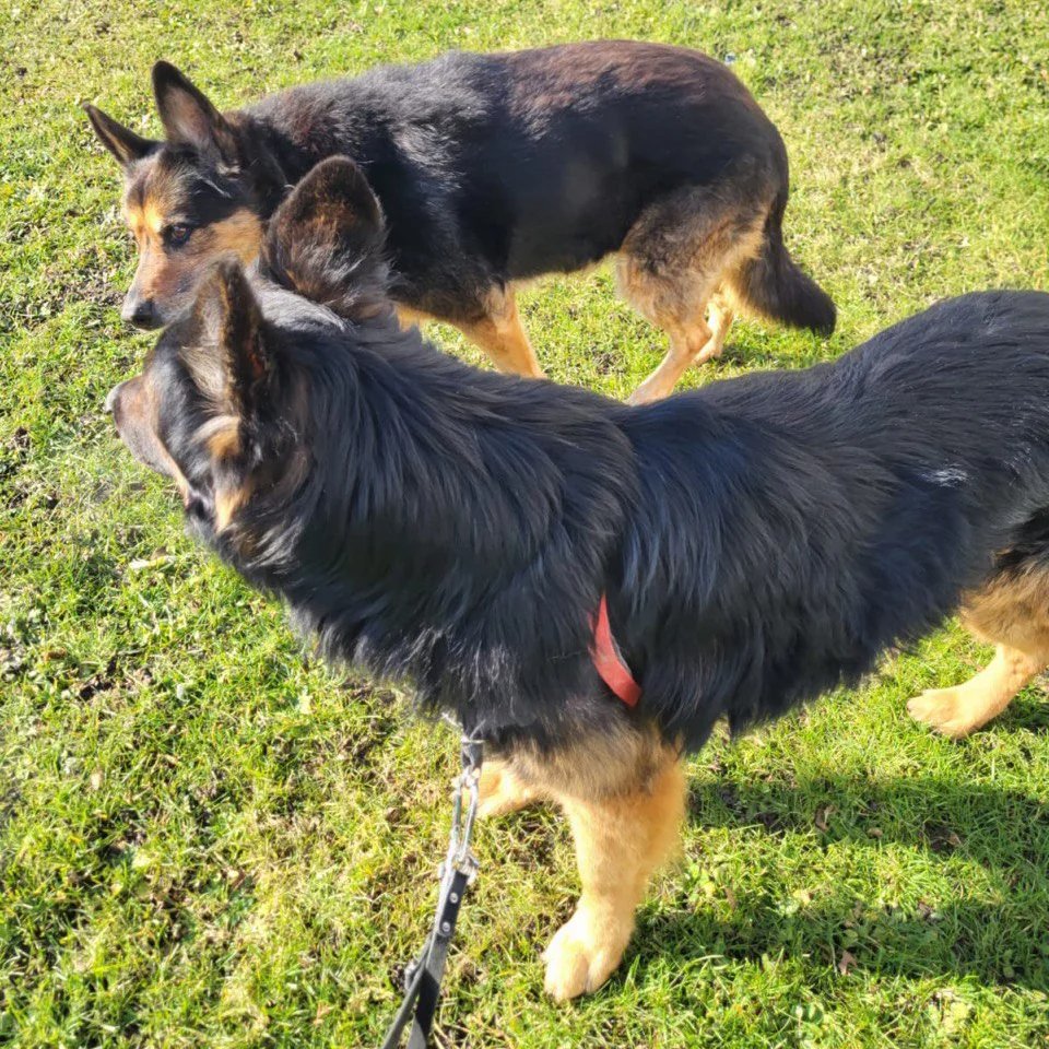 Sherkhan in Germany with a fellow Alsatian. Photo courtesy of Animal Shelter