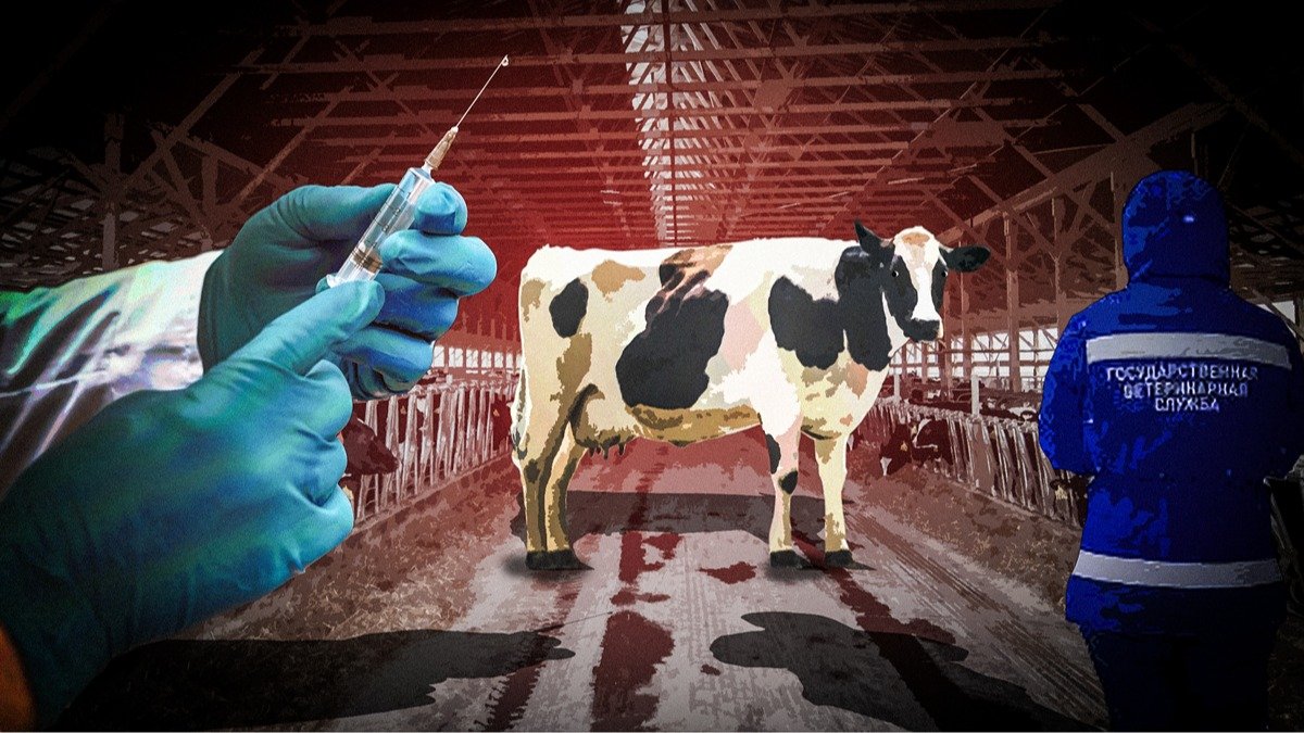 Почему в Сибири массово забивают коров, коз и свиней?