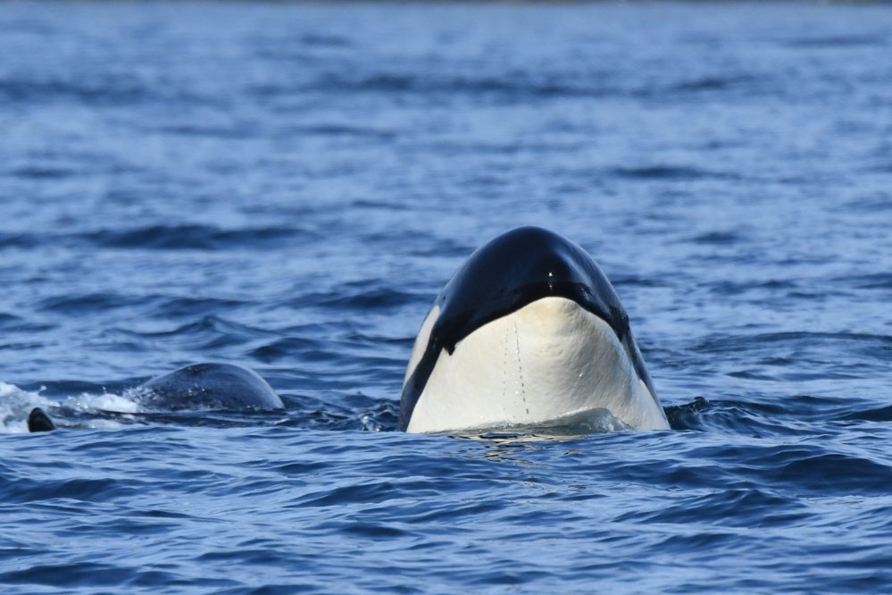 Фото: The Center for
Whale Research