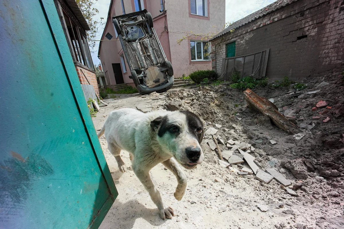 A dog walks past a shell crater on the outskirts of Kharkiv, Ukraine, 11 May 2022. Photo: Sergey Kozlov / EPA